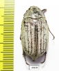 Melolontha furcicauda?  Pakistan - INSECTS-STORE.RU