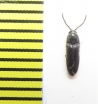 Microrhagus lepidus  Belorussia - INSECTS-STORE.RU
