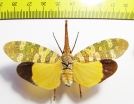 Pyrops candelaria  Thailand - INSECTS-STORE.RU
