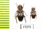 Cerambycidae sp.  New Zealand - INSECTS-STORE.RU