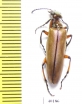 Lytta polita  USA - INSECTS-STORE.RU
