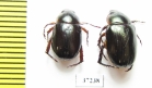 Rutelinae sp.  South Africa Rep. - INSECTS-STORE.RU