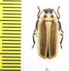 Rhachicolus christatus, female  Venezuela - INSECTS-STORE.RU
