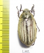 Melolontha furcicauda?  Pakistan - INSECTS-STORE.RU