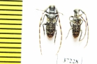 Cerambycidae sp.  South Africa Rep. - INSECTS-STORE.RU