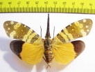 Pyrops spinolae  Thailand - INSECTS-STORE.RU