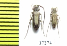 Cerambycidae sp.  South Africa Rep. - INSECTS-STORE.RU