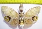 Fulgora lanternaria  Peru 140mm (3000p) - INSECTS-STORE.RU
