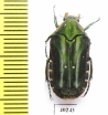 Eumacronota ludekingi  Indonesia, Sumatra - INSECTS-STORE.RU