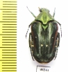 Eumacronota ludekingi  Indonesia, Sumatra - INSECTS-STORE.RU