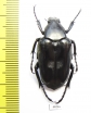 Plectrone borneensis  Indonesia, Sumatra - INSECTS-STORE.RU