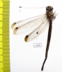 Ascalaphidae sp.  Sierra Leone - INSECTS-STORE.RU