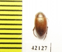 Tenebrionidae sp.  Namibia - INSECTS-STORE.RU