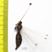 Ascalaphidae sp.  Sierra Leone - INSECTS-STORE.RU