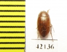 Tenebrionidae sp.  Namibia - INSECTS-STORE.RU