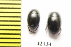 Tenebrionidae sp.  Namibia - INSECTS-STORE.RU