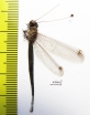 Ascalaphidae sp.  Sierra Leone - INSECTS-STORE.RU