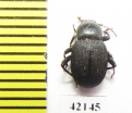 Tenebrionidae sp.  Namibia - INSECTS-STORE.RU