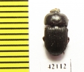 Tenebrionidae sp.  Namibia - INSECTS-STORE.RU