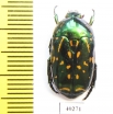Poecilopharis truncatipennis  Indonesia, Kei Besar isl. - INSECTS-STORE.RU