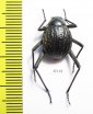 Onymacris sp.  South Africa Rep. - INSECTS-STORE.RU