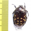 Protaetia celebica  Indonesia, Sulawesi - INSECTS-STORE.RU