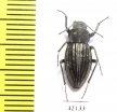 Tenebrionidae sp.  South Africa Rep. - INSECTS-STORE.RU
