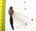 Ascalaphidae sp.  Sierra Leone - INSECTS-STORE.RU