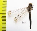 Ascalaphidae sp.  Sierra Leone - INSECTS-STORE.RU