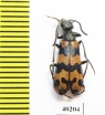 Mylabris coerulescens  Kazakhstan - INSECTS-STORE.RU
