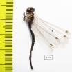 Ascalaphidae sp.  Sierra Leone - INSECTS-STORE.RU