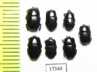 Platysoma sp.  Indonesia, Sumatra - INSECTS-STORE.RU