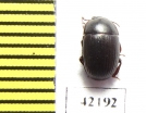 Tenebrionidae sp.  South Africa Rep. - INSECTS-STORE.RU