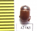 Tenebrionidae sp.  South Africa Rep. - INSECTS-STORE.RU