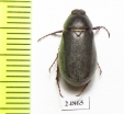 Aplidia sp.  Greece - INSECTS-STORE.RU