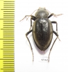Tenebrionidae sp.  South Africa Rep. - INSECTS-STORE.RU