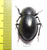 Tenebrionidae sp.  South Africa Rep. - INSECTS-STORE.RU