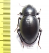 Tenebrionidae sp.  South Africa Rep. - INSECTS-STORE.RU