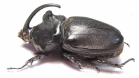 Oryctes gigas, male  Madagascar  73mm - INSECTS-STORE.RU