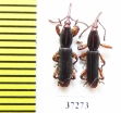 Brentidae sp.  South Africa Rep. - INSECTS-STORE.RU
