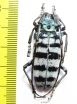 Anoplophora amoena  Malaysia - INSECTS-STORE.RU