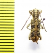 Cerambycidae sp.  Australia - INSECTS-STORE.RU