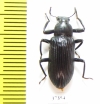 Tenebrionidae sp.  South Africa Rep. - INSECTS-STORE.RU