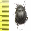 Eurynotus sp.  South Africa Rep. - INSECTS-STORE.RU