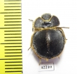 Pogonobasis sp.  South Africa Rep. - INSECTS-STORE.RU