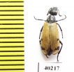 Meloidae sp.  Iran, Kurdistan prov. - INSECTS-STORE.RU