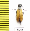 Meloidae sp.  Iran, Kurdistan prov. - INSECTS-STORE.RU