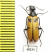 Mylabris nuristanica  Afghanistan - INSECTS-STORE.RU