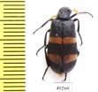 Hycleus scabratus  Saudi Arabia - INSECTS-STORE.RU