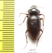 Tenebrionidae sp.  Namibia - INSECTS-STORE.RU